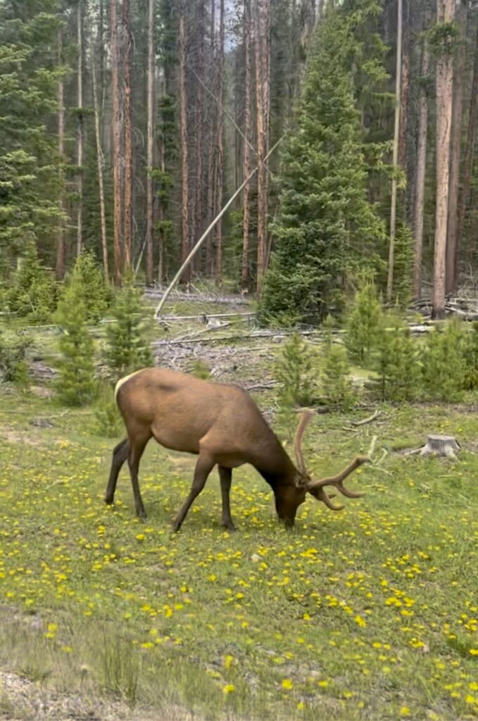 Grazing elk in Rocky Mountain National Park